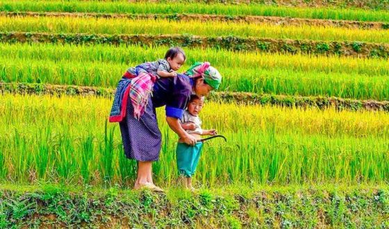 SAPA TOUR 2 DAYS 1 NIGHT ( Morning Bus +Stay In Hotel )